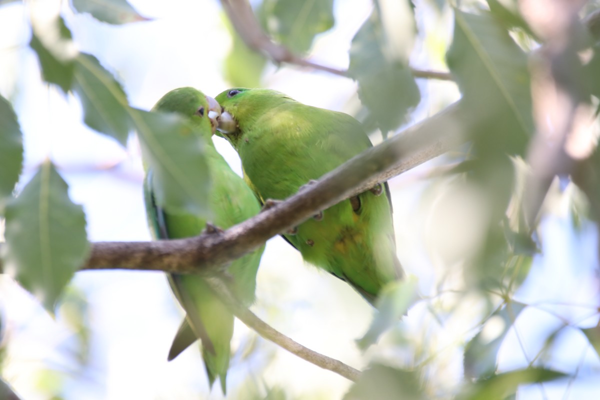 Cobalt-rumped Parrotlet - ML637929381