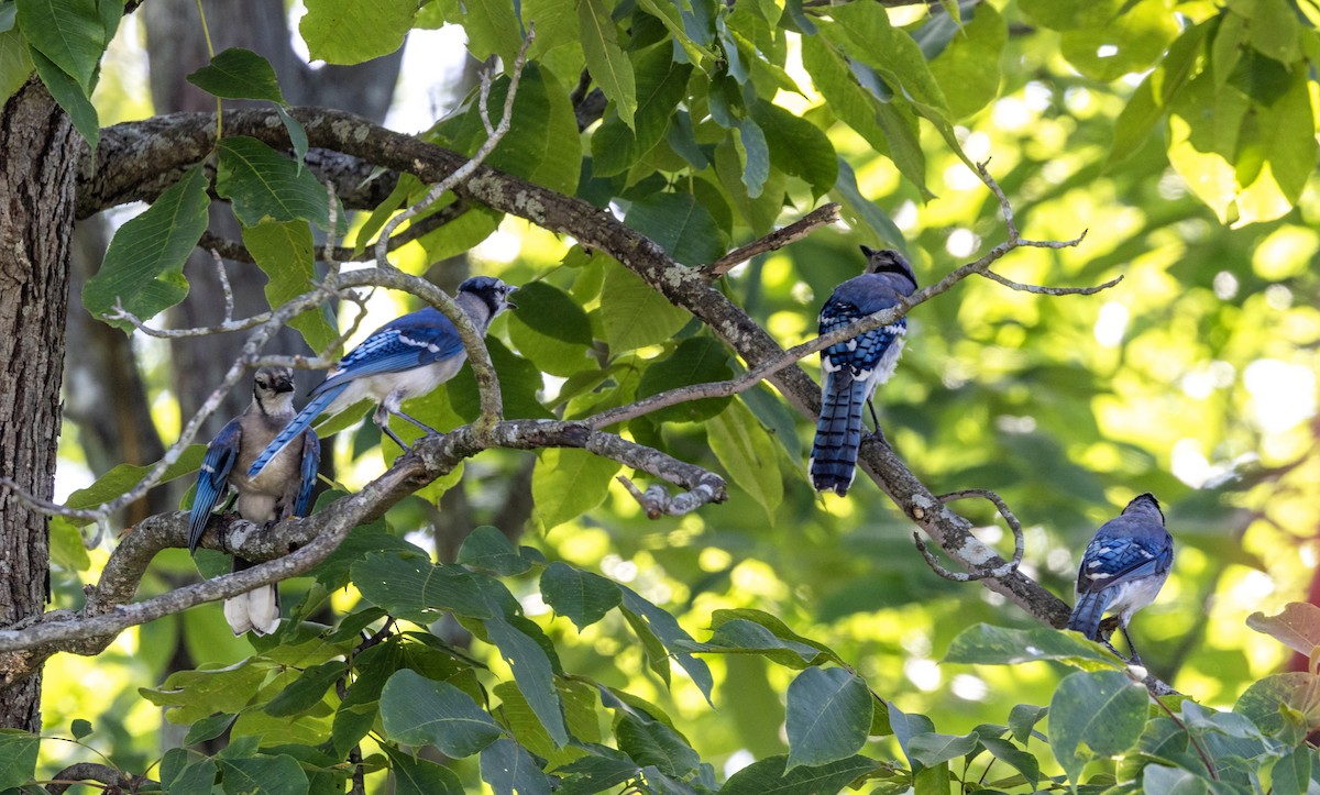 Blue Jay - ML637929425