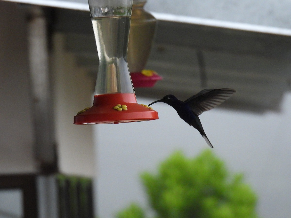 Violet Sabrewing - ML637929454