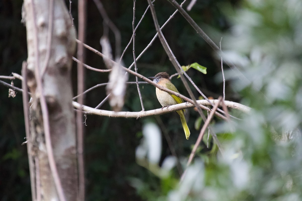 Mountain Bulbul - ML637929474