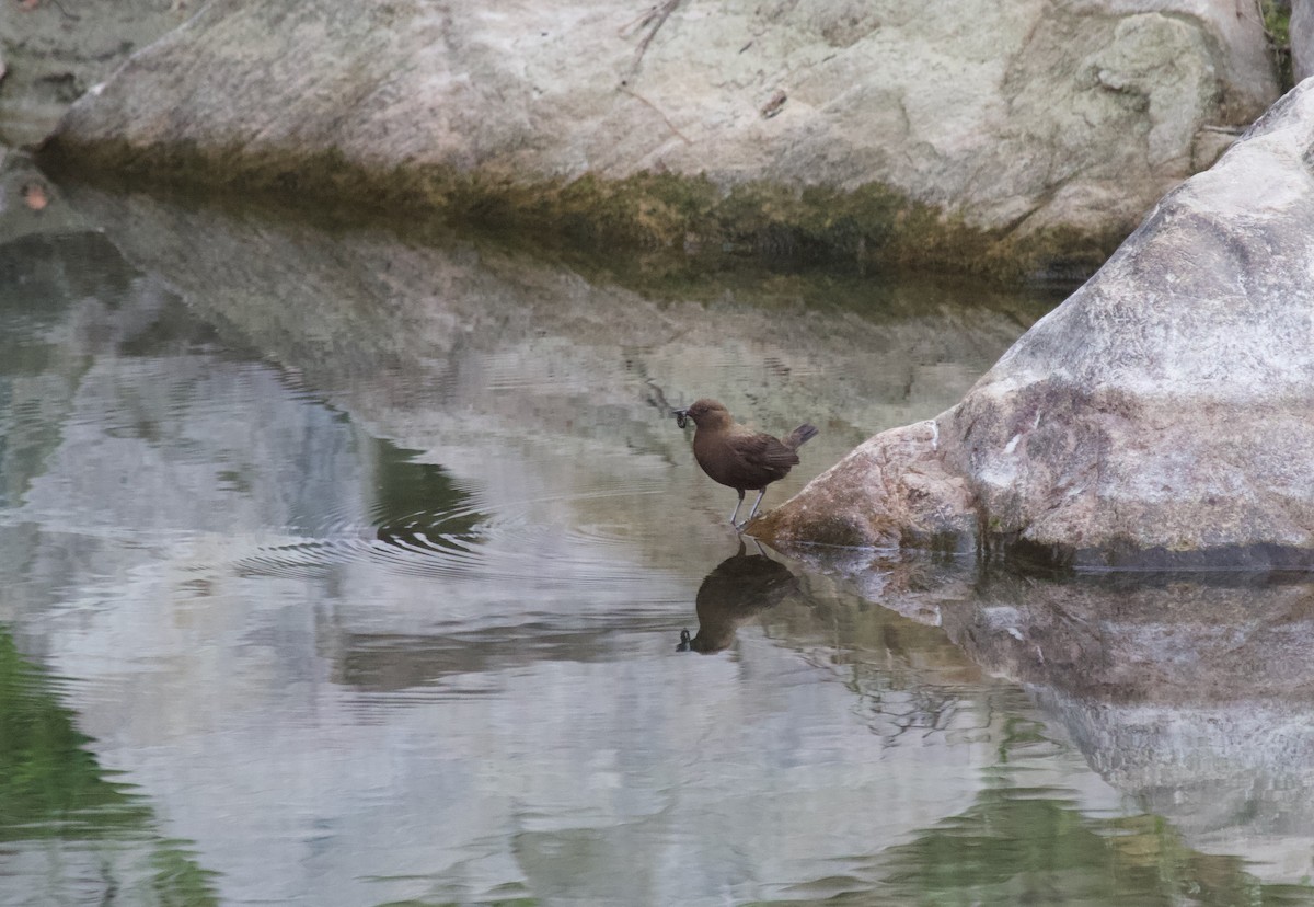Brown Dipper - ML637929475