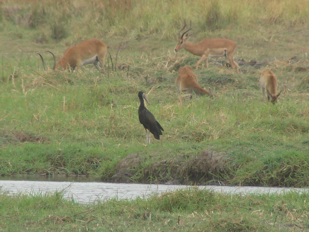 African Openbill - ML637929483