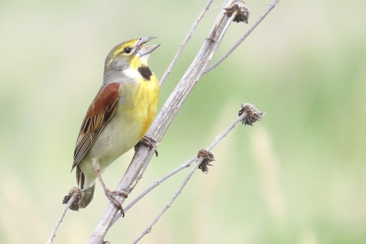 Dickcissel - ML637929487