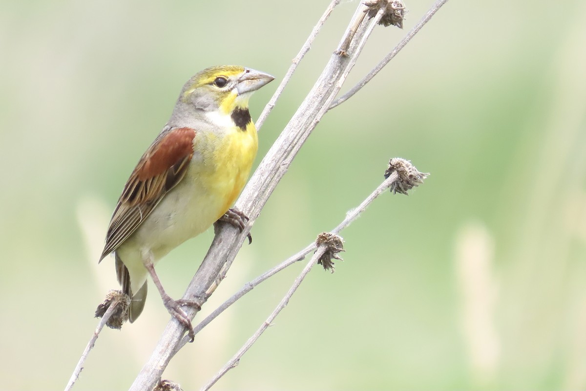 Dickcissel - ML637929488