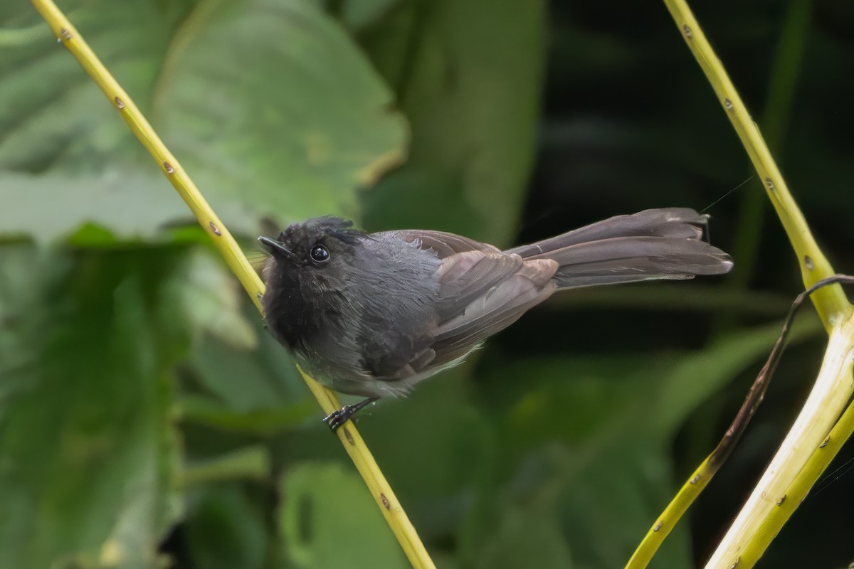 White-tailed Crested Flycatcher - ML637929527