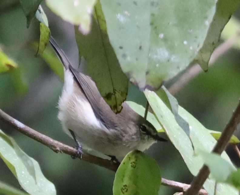 Brown Gerygone - ML637929552