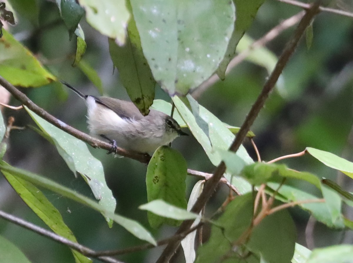 Brown Gerygone - ML637929555