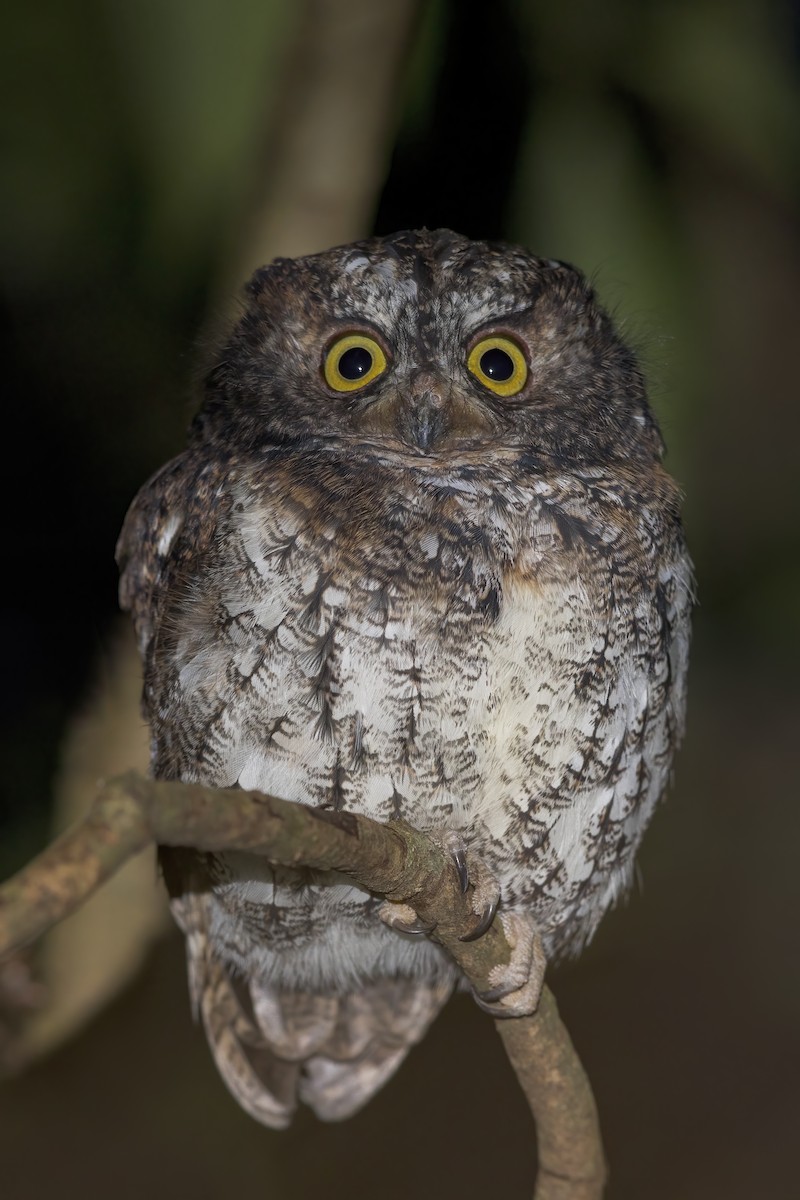 Mindanao Scops-Owl - ML637929567
