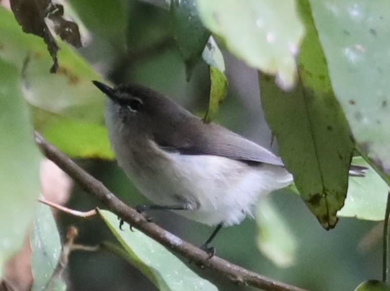 Brown Gerygone - ML637929568