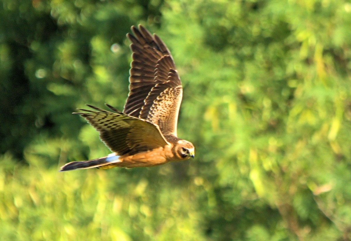 Pallid Harrier - ML637929615