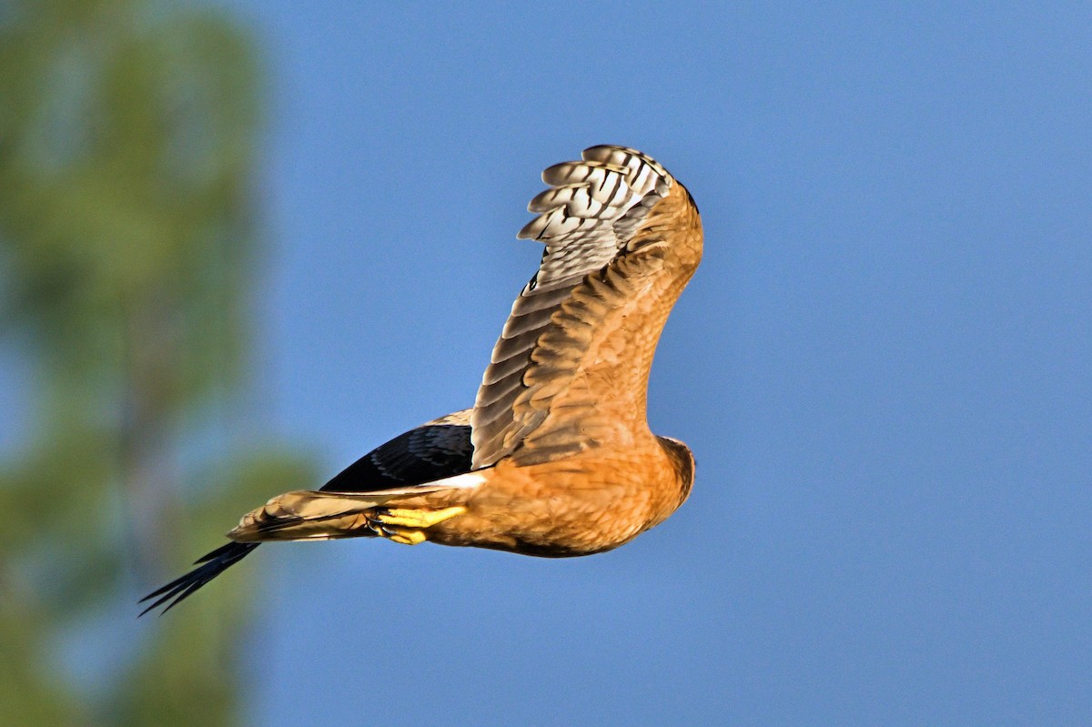 Pallid Harrier - ML637929616