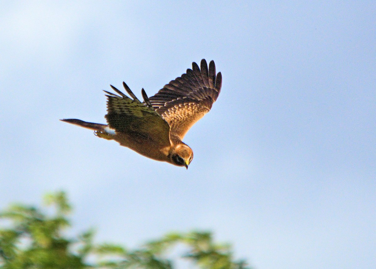 Pallid Harrier - ML637929617