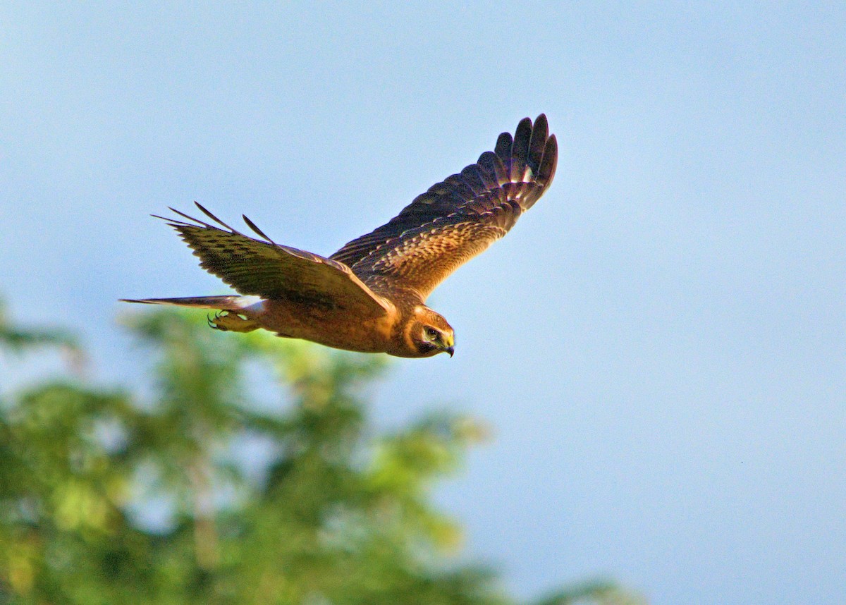 Pallid Harrier - ML637929618