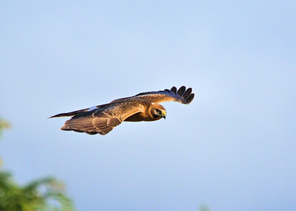 Pallid Harrier - ML637929619
