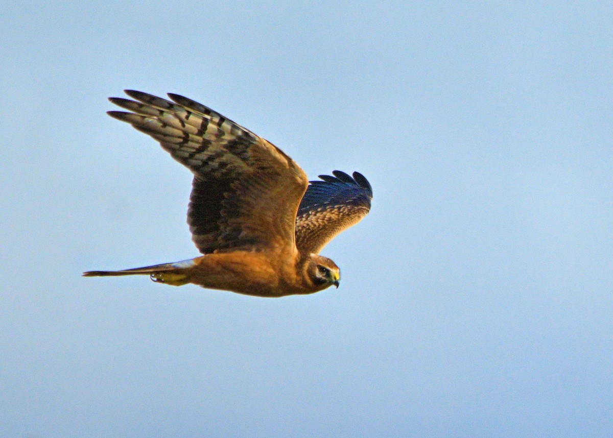 Pallid Harrier - ML637929621