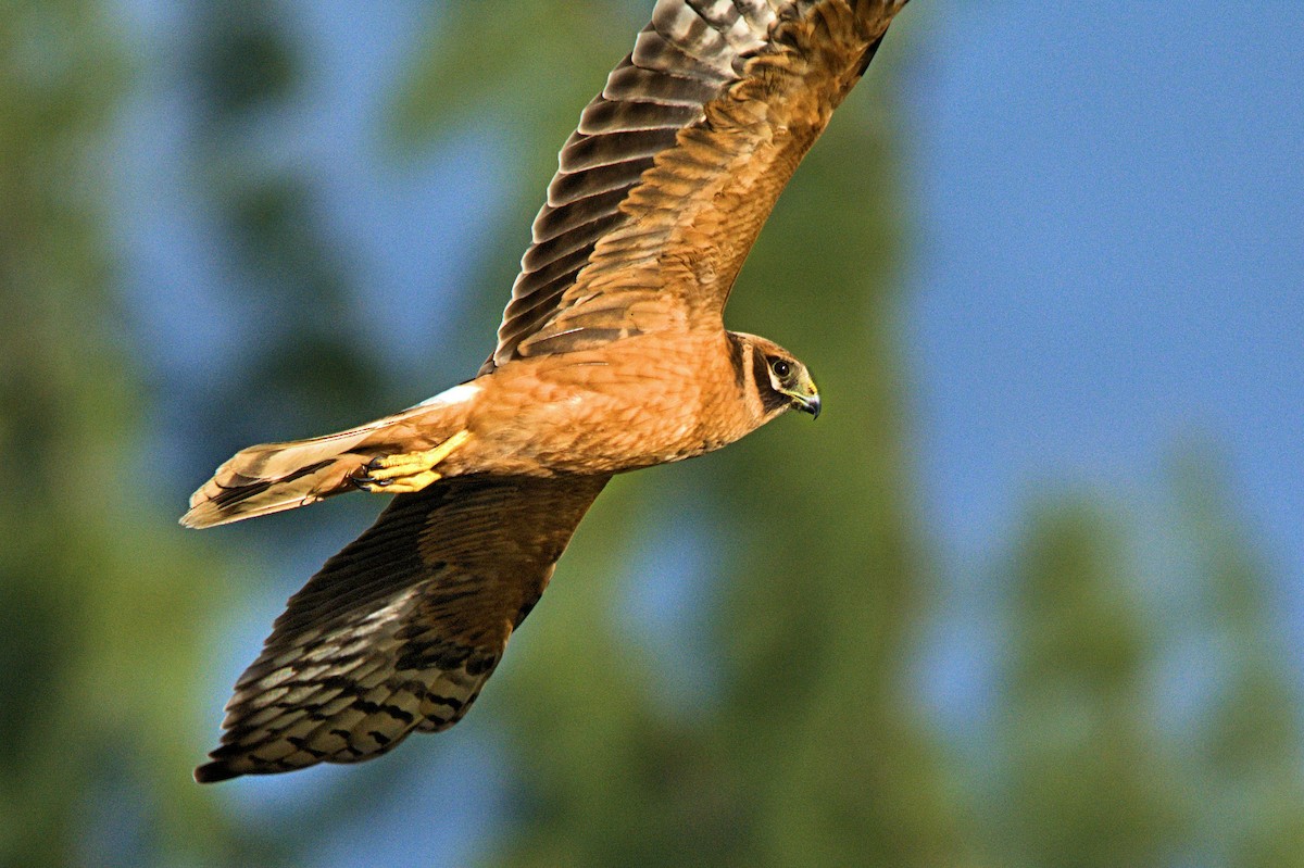 Pallid Harrier - ML637929622