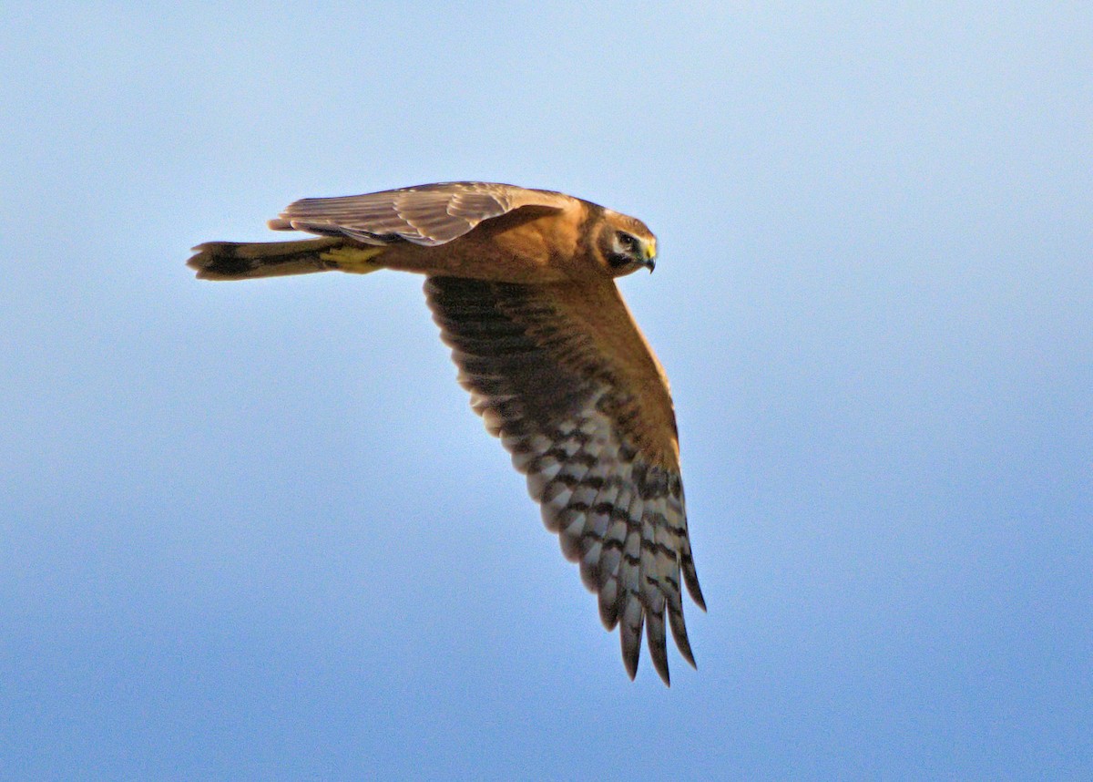Pallid Harrier - ML637929623