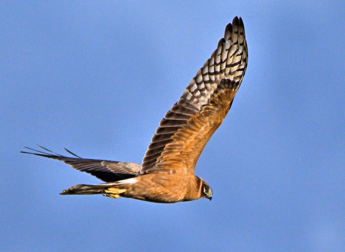 Pallid Harrier - ML637929624