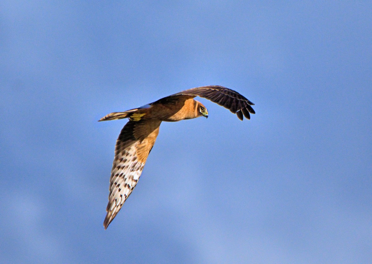 Pallid Harrier - ML637929625