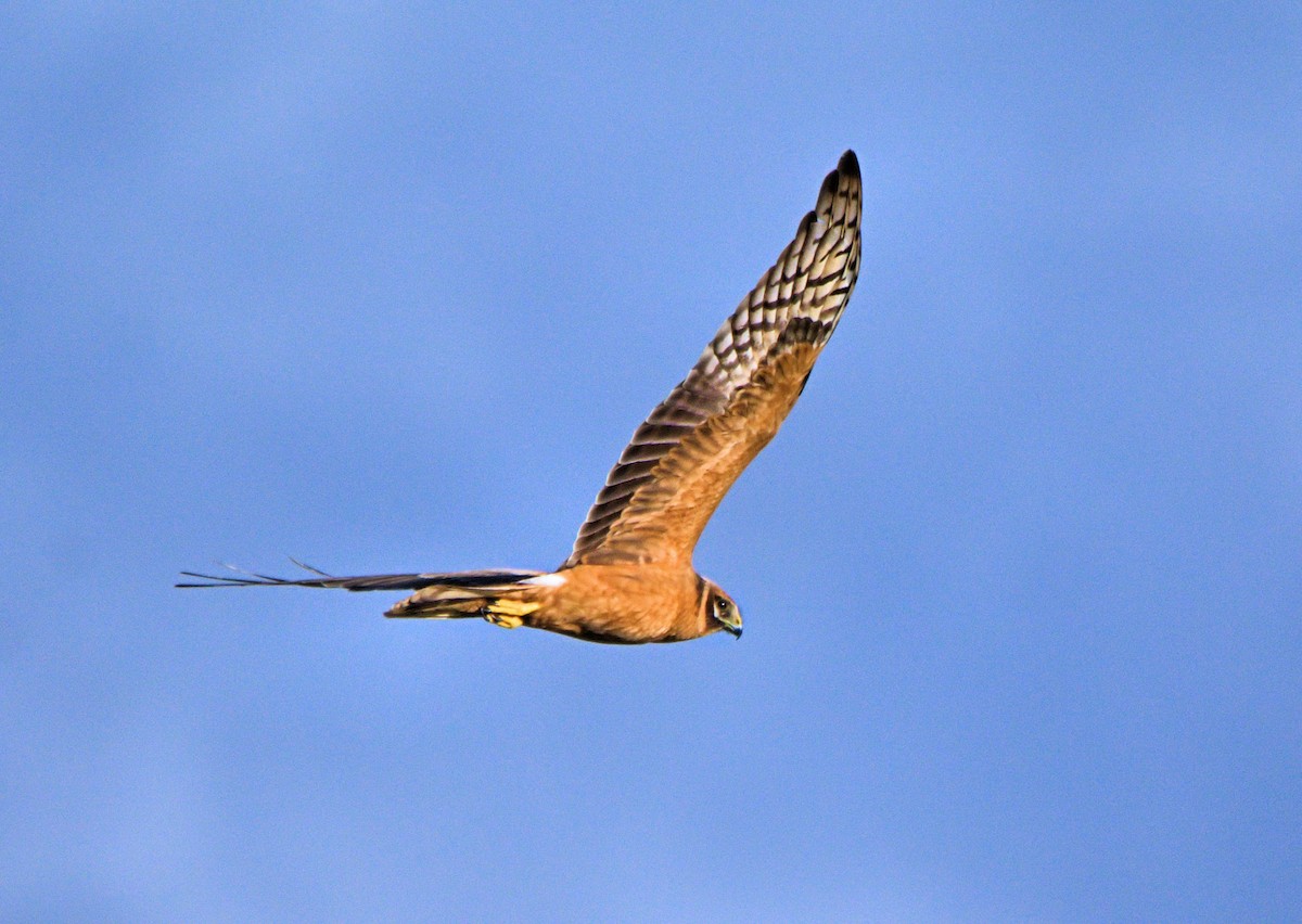 Pallid Harrier - ML637929626