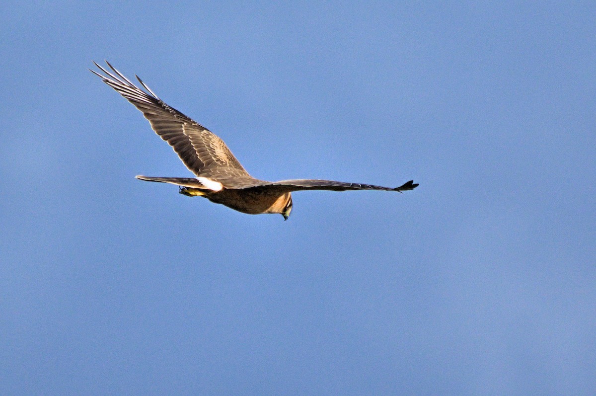 Pallid Harrier - ML637929627