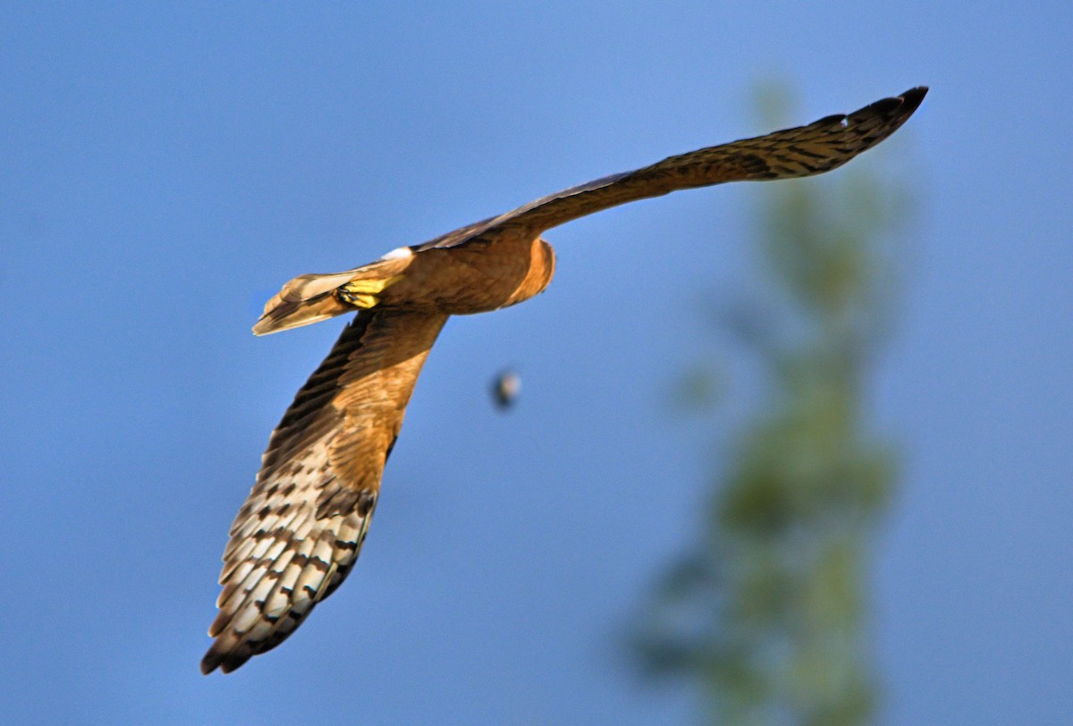 Pallid Harrier - ML637929628