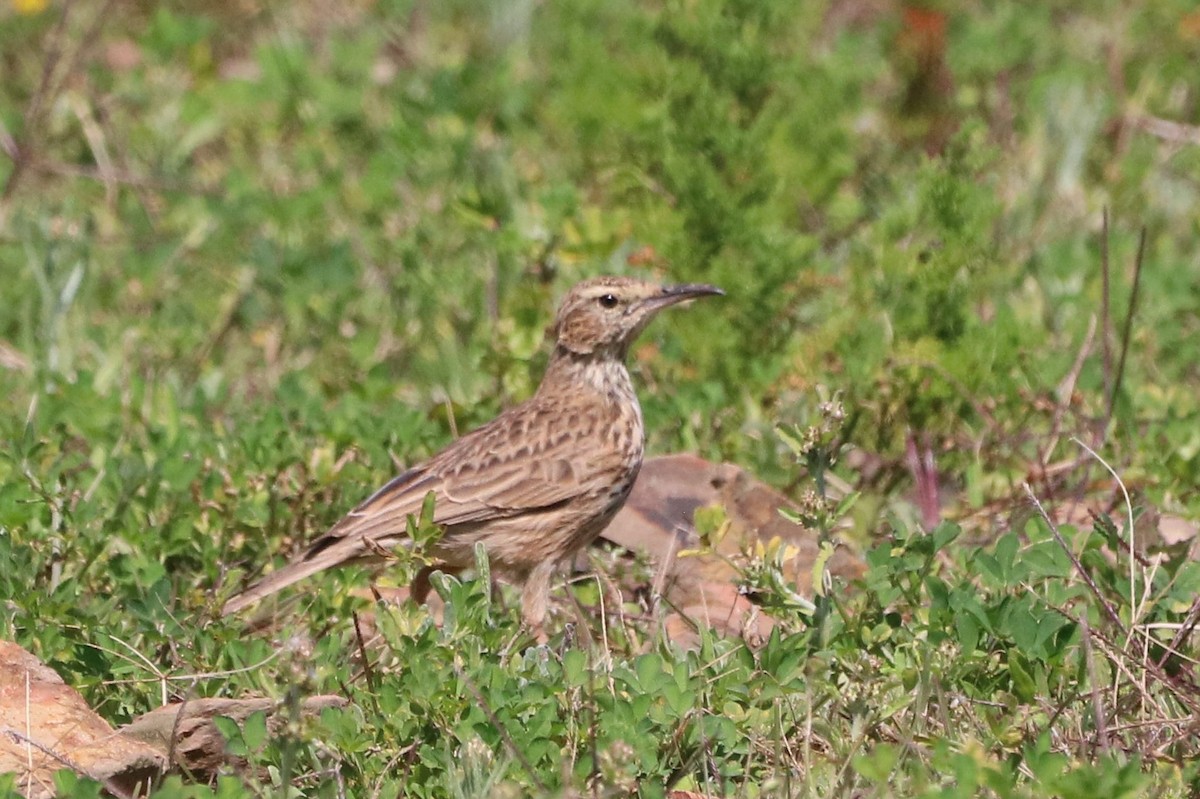 Cape Long-billed Lark (Agulhas) - ML637929632