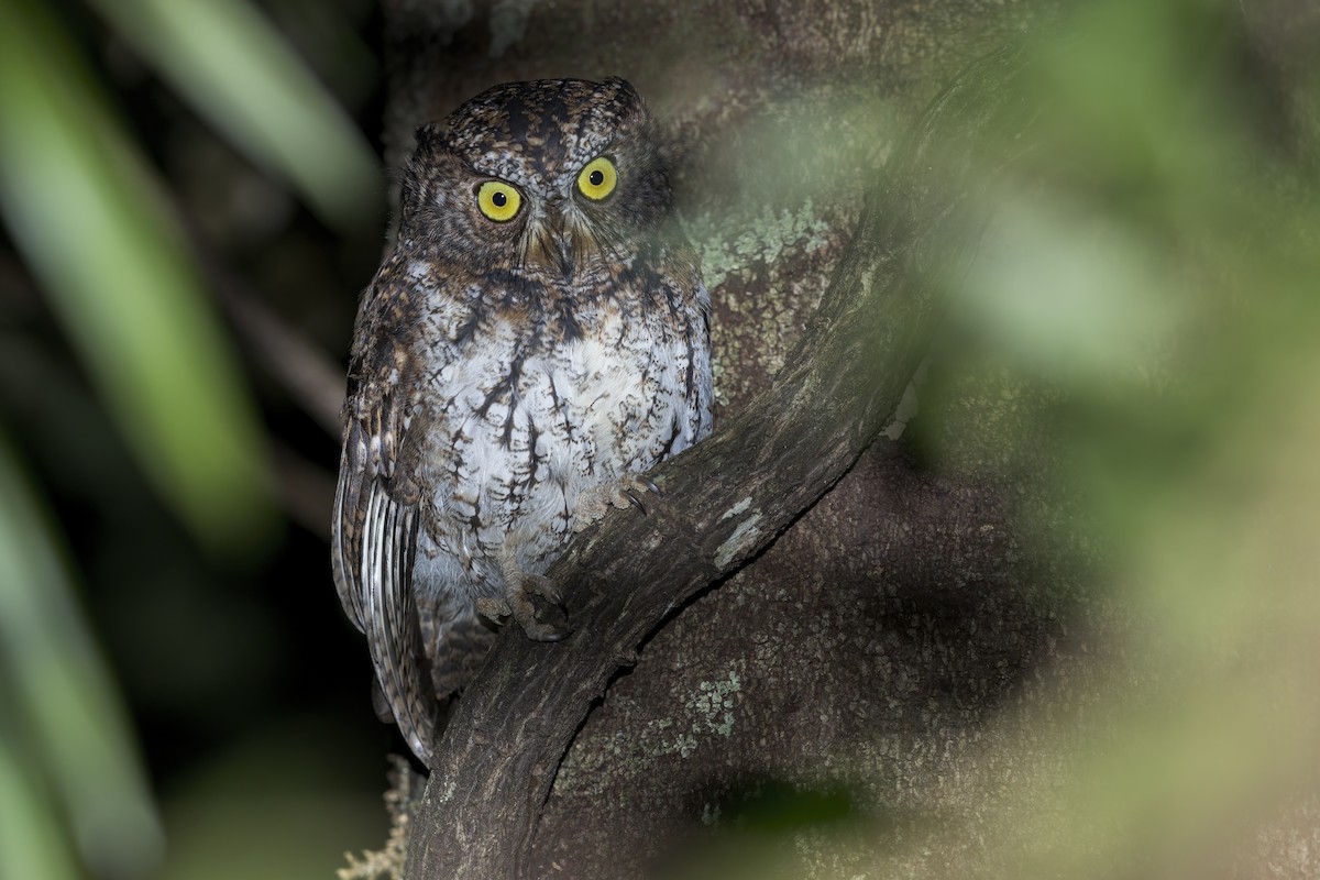 Mindanao Scops-Owl - ML637929642