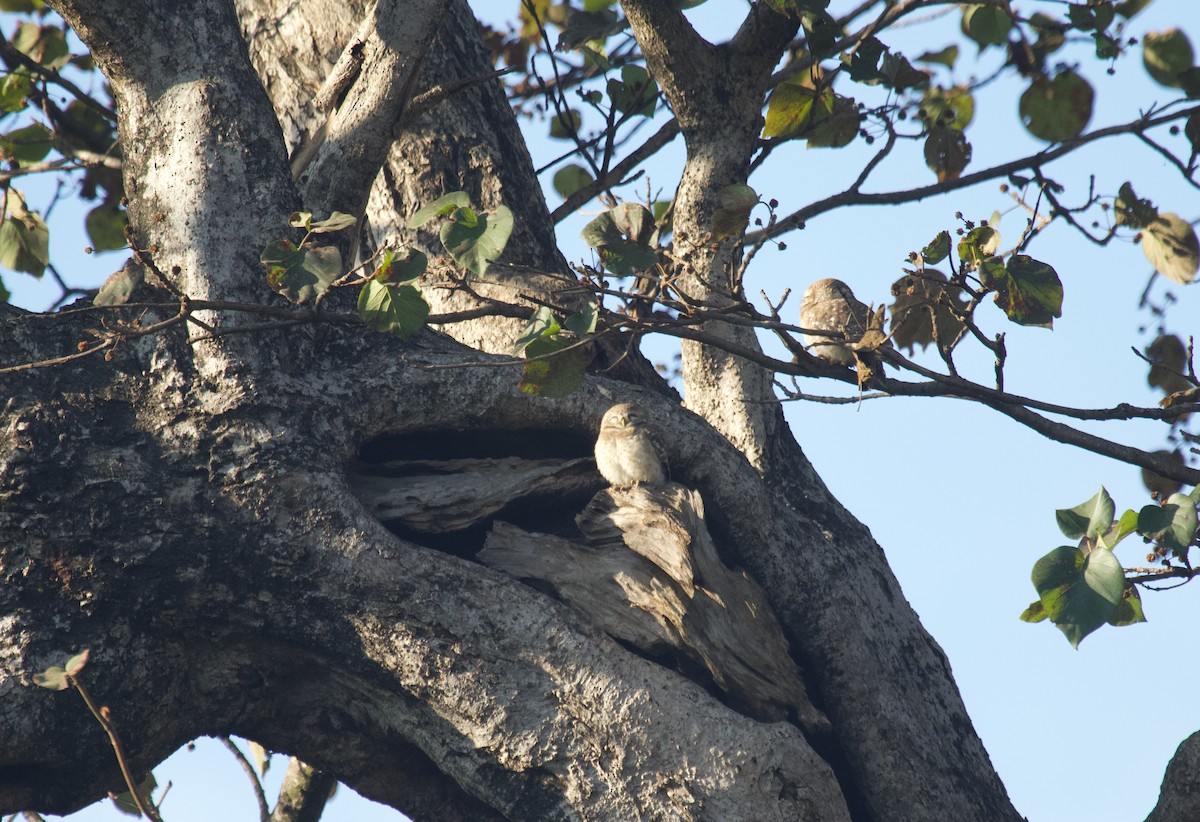 Spotted Owlet - ML637929651