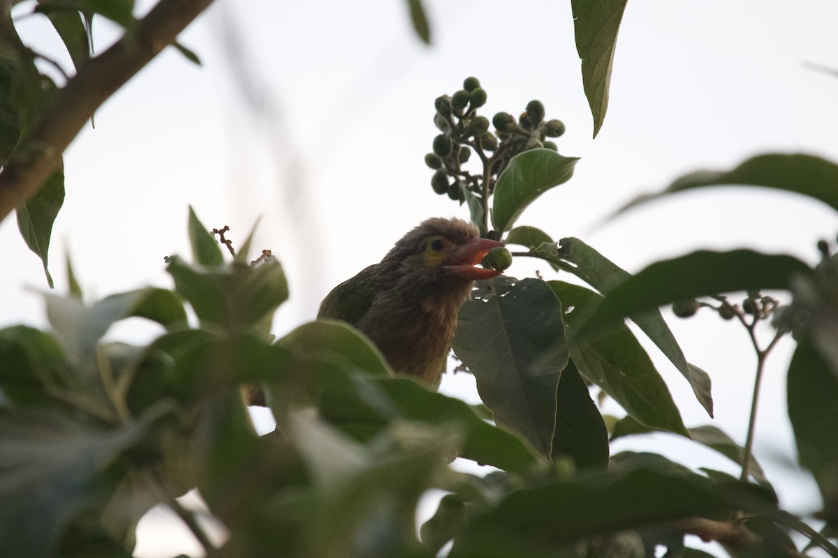 Brown-headed Barbet - ML637929656