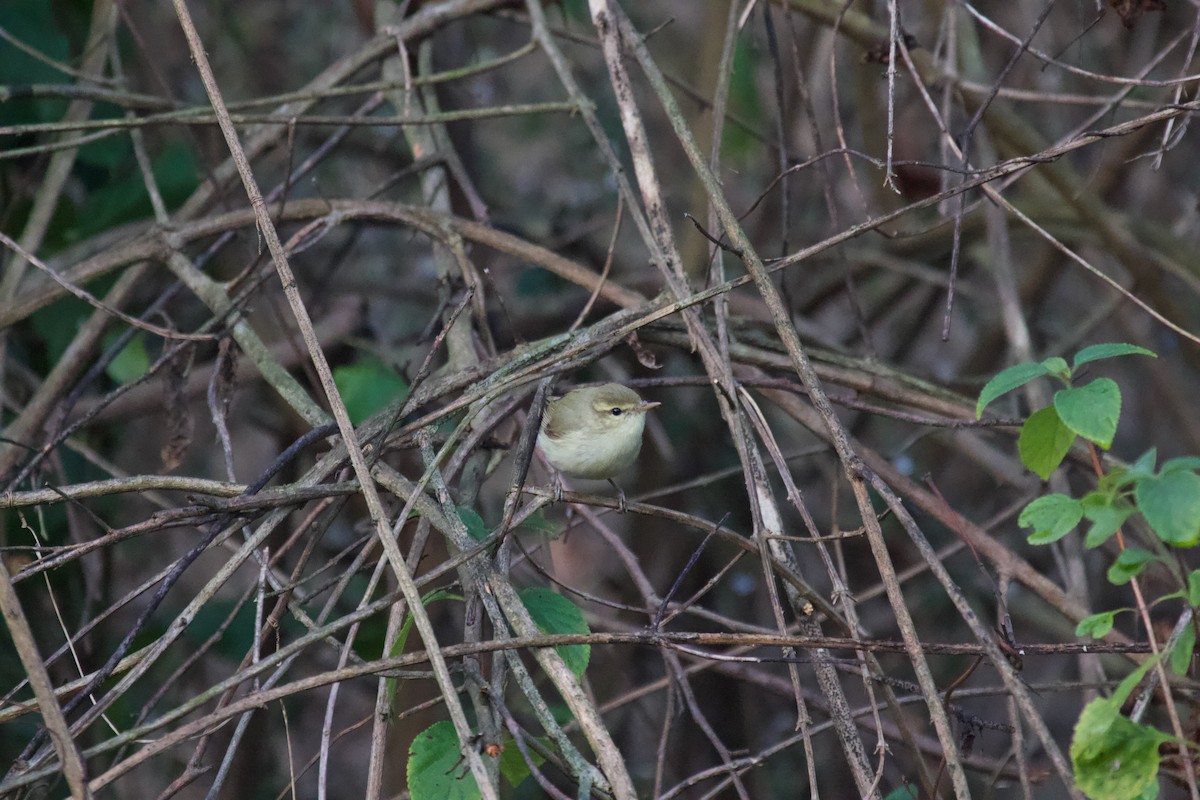 Common Chiffchaff - ML637929661