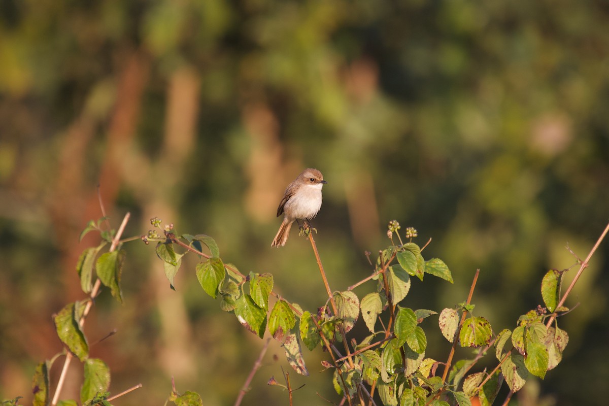 Gray Bushchat - ML637929677