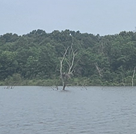 Osprey - ML637929679