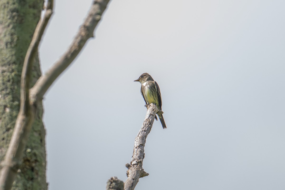 Olive-sided Flycatcher - ML637929695