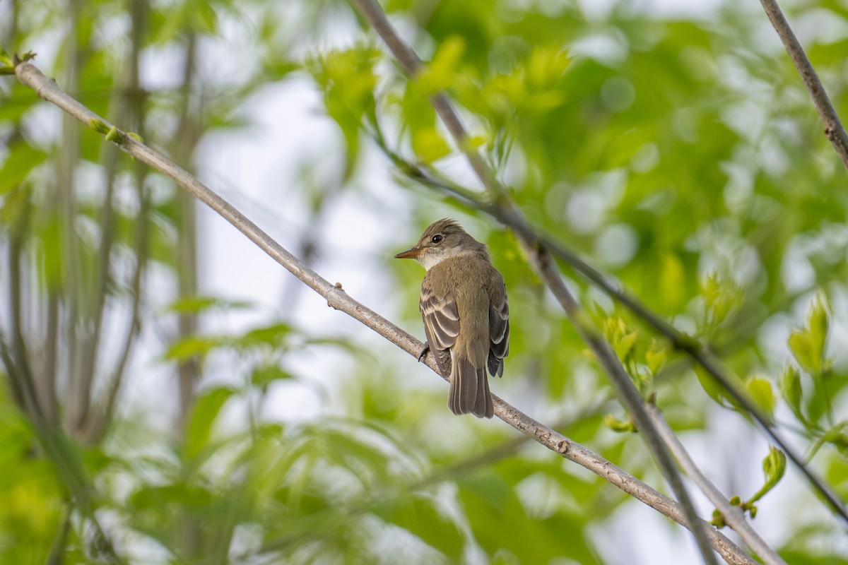 Willow Flycatcher - ML637929700