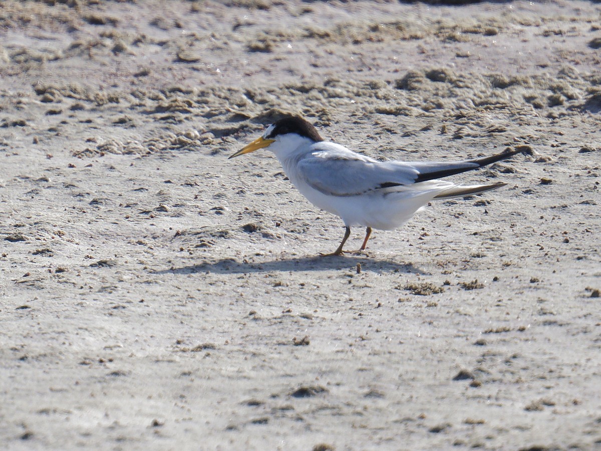 Saunders's Tern - ML637929705