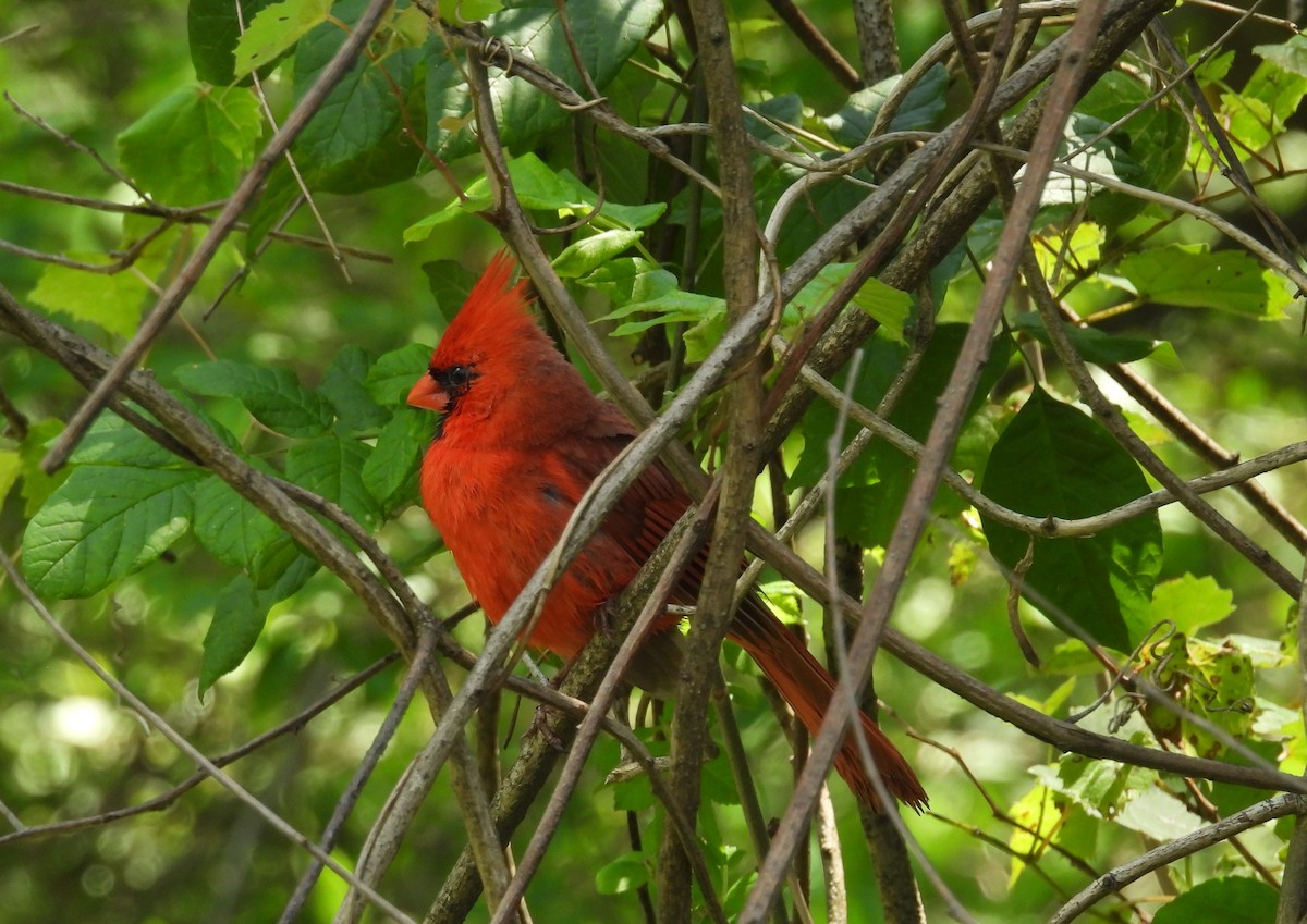 Northern Cardinal - ML637929722