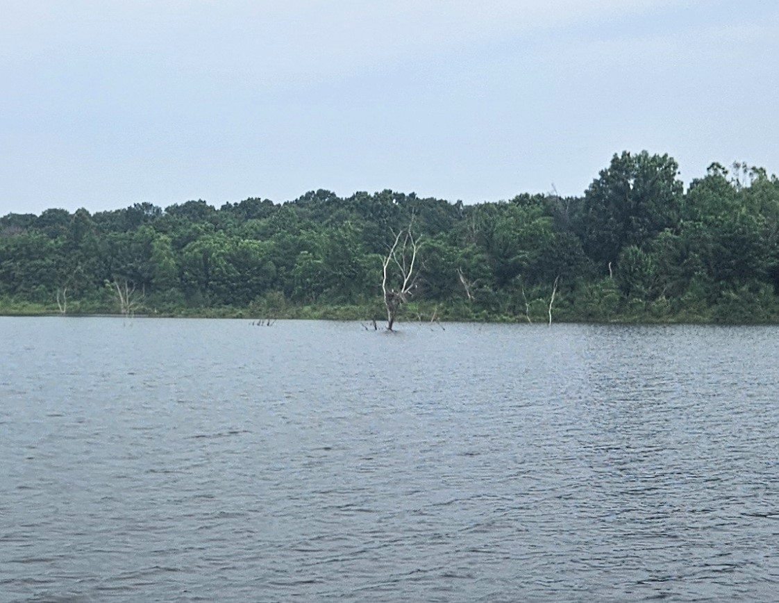 Osprey - ML637929740