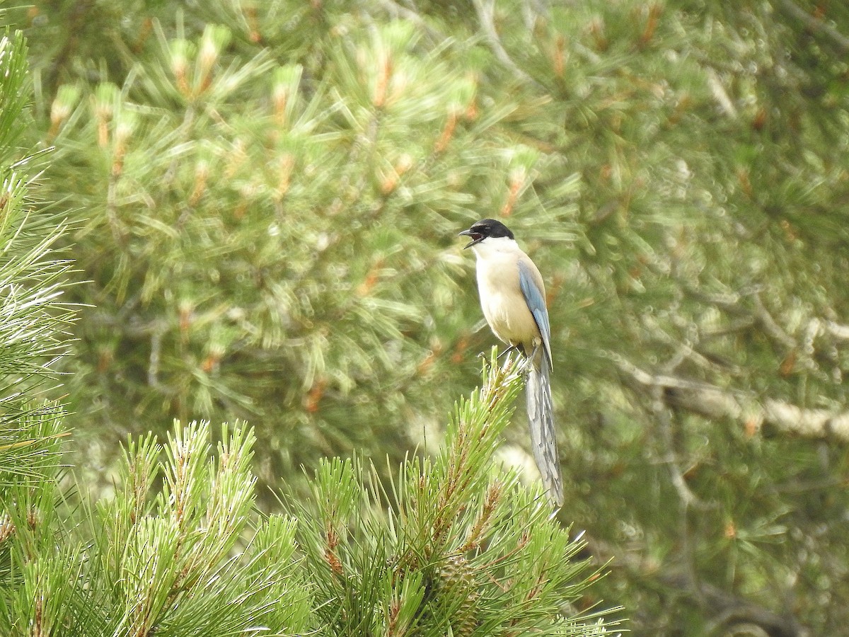 Iberian Magpie - ML637929744