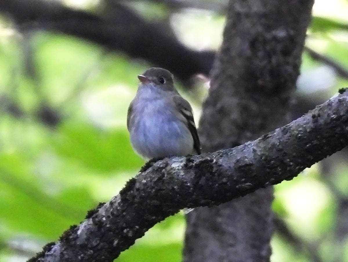 Acadian Flycatcher - ML637929749