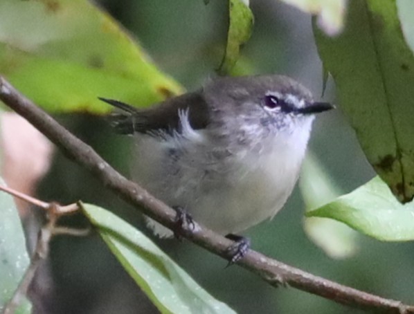 Brown Gerygone - ML637929819