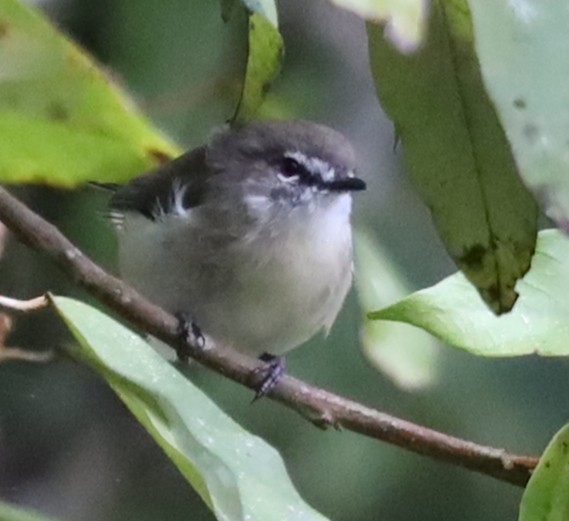 Brown Gerygone - ML637929820