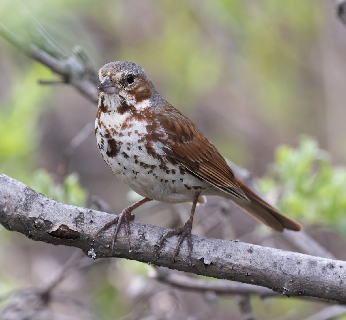 strnadec kaštanový (ssp. iliaca/zaboria) - ML637929826