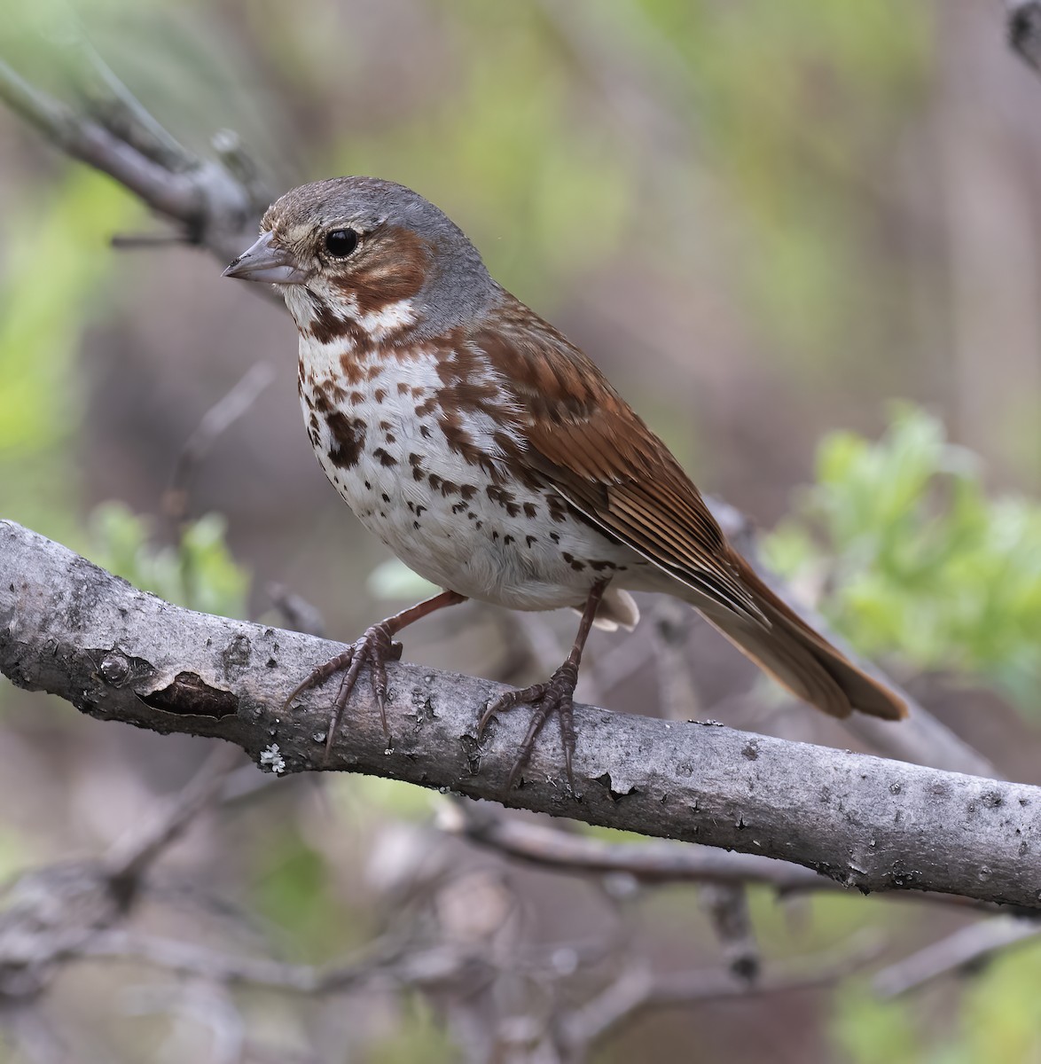 strnadec kaštanový (ssp. iliaca/zaboria) - ML637929827