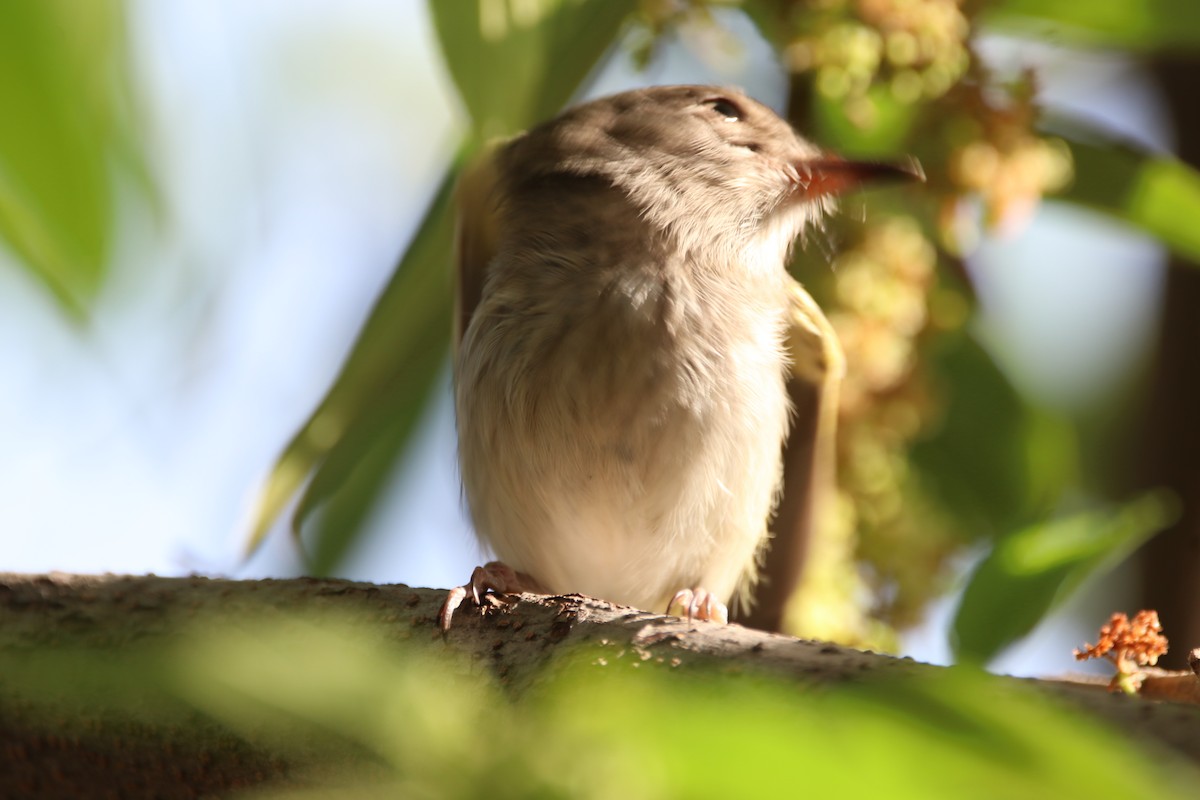 Pearly-vented Tody-Tyrant - ML637929854