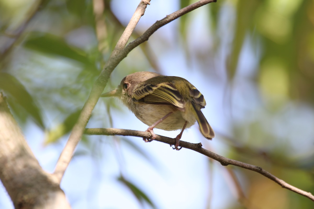 Pearly-vented Tody-Tyrant - ML637929855