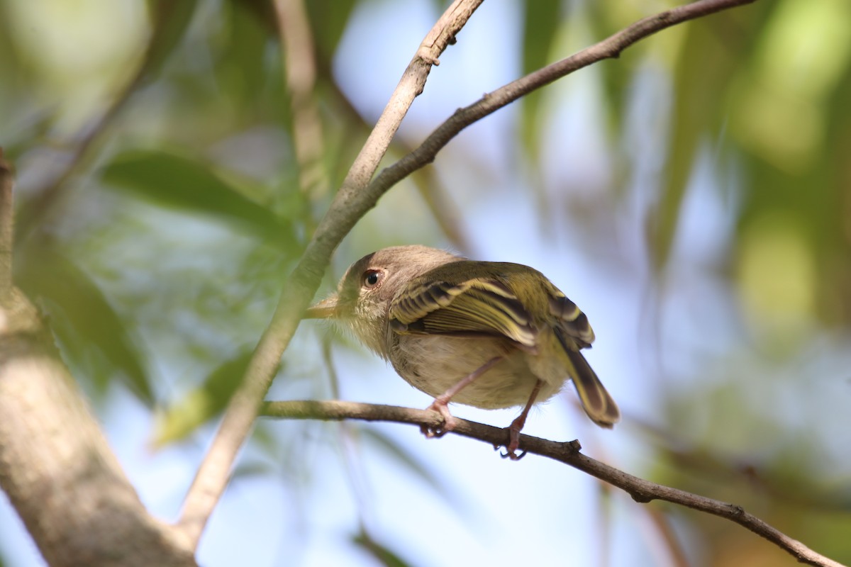Pearly-vented Tody-Tyrant - ML637929857