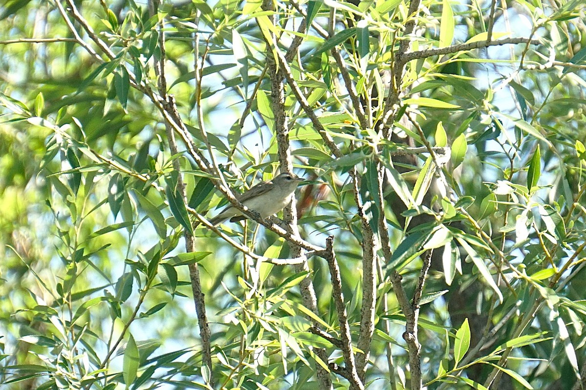 Eastern/Western Warbling Vireo - ML637929897