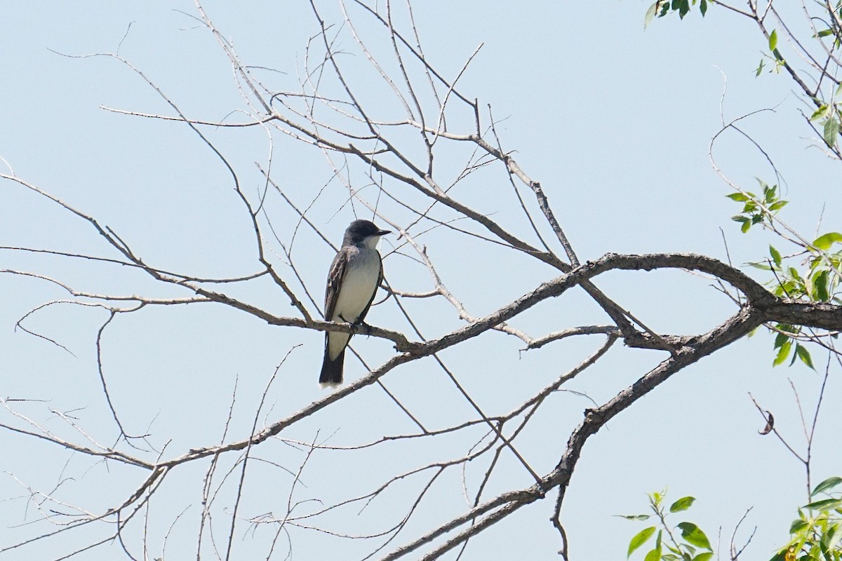 Eastern Kingbird - ML637929908