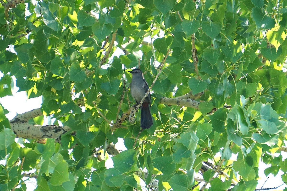 Gray Catbird - ML637929923